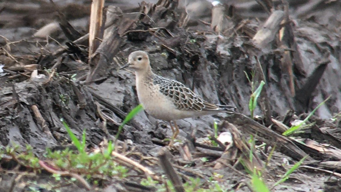 Buff-breasted Sandpiper - Ted Gilliland