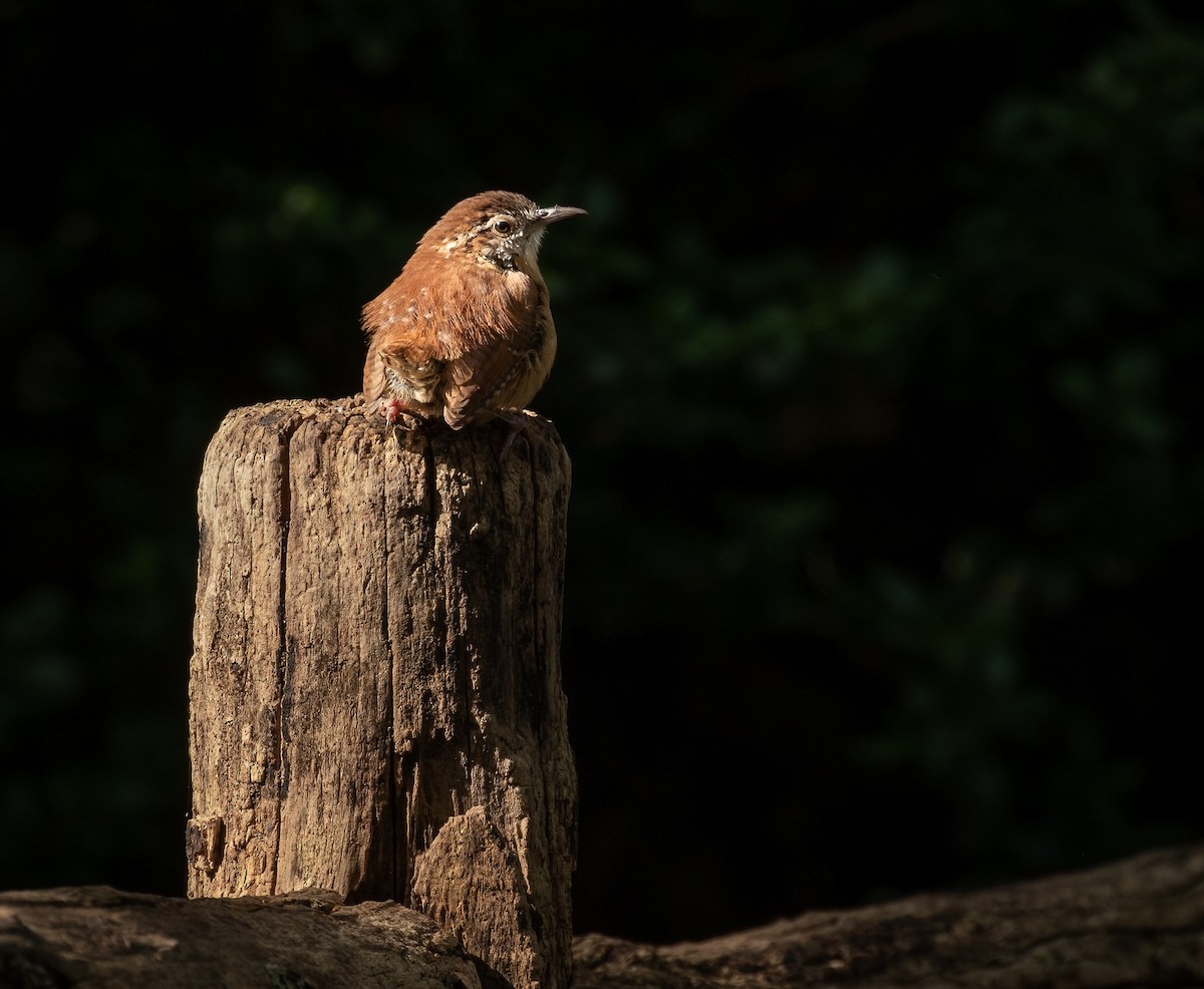 Carolina Wren - ML368072651