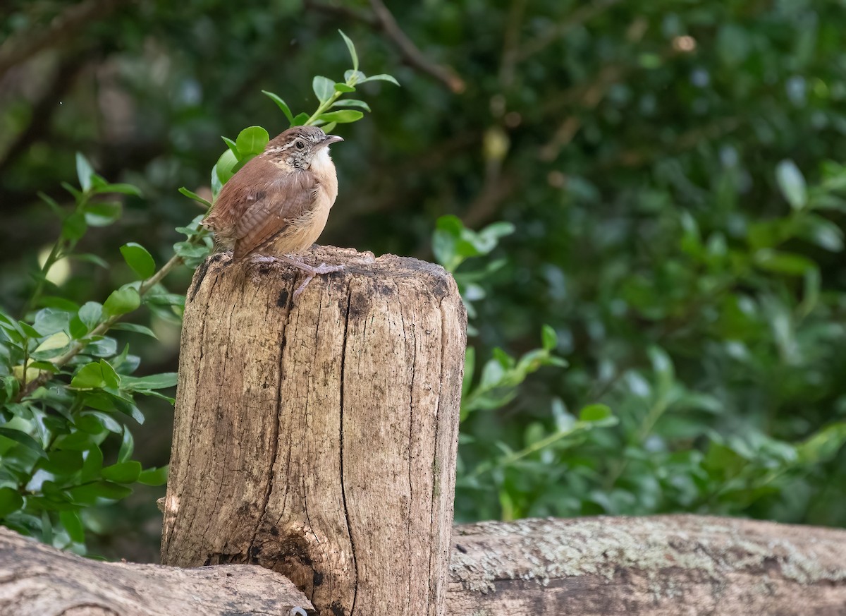 Carolina Wren - ML368072671