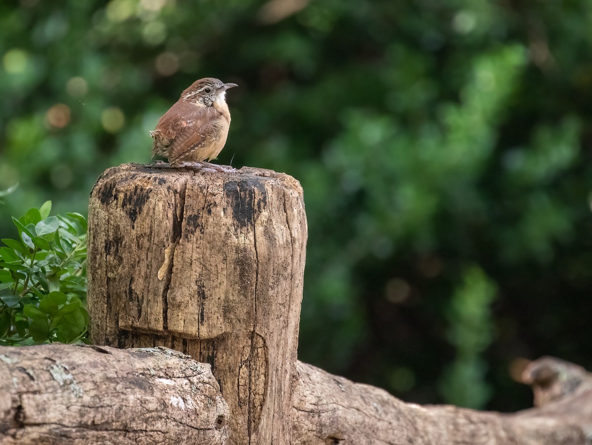 Carolina Wren - ML368072681