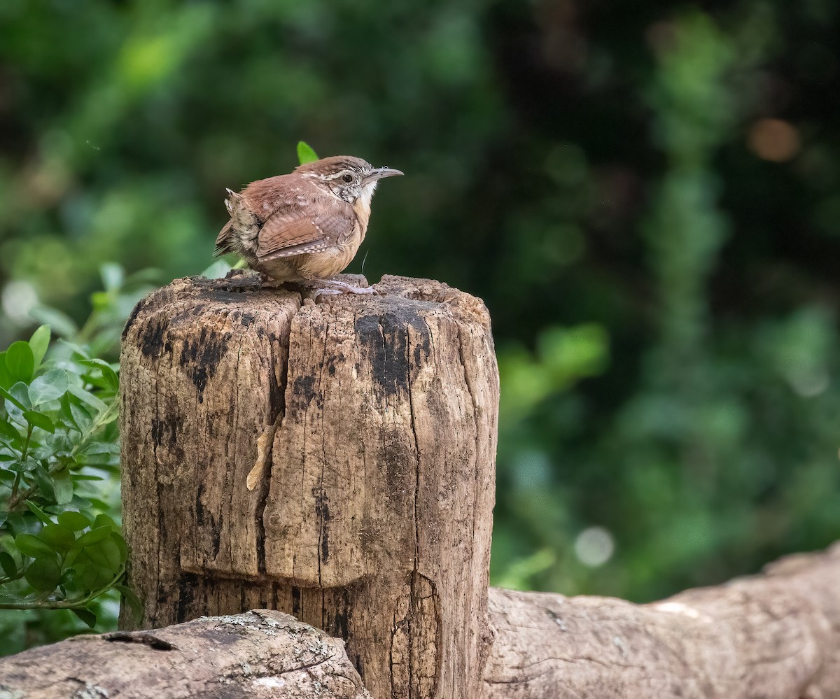 Carolina Wren - ML368072691