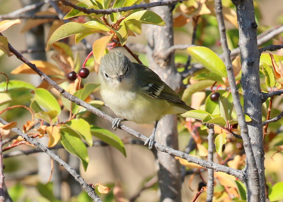 Vireo de Cassin - ML368074061