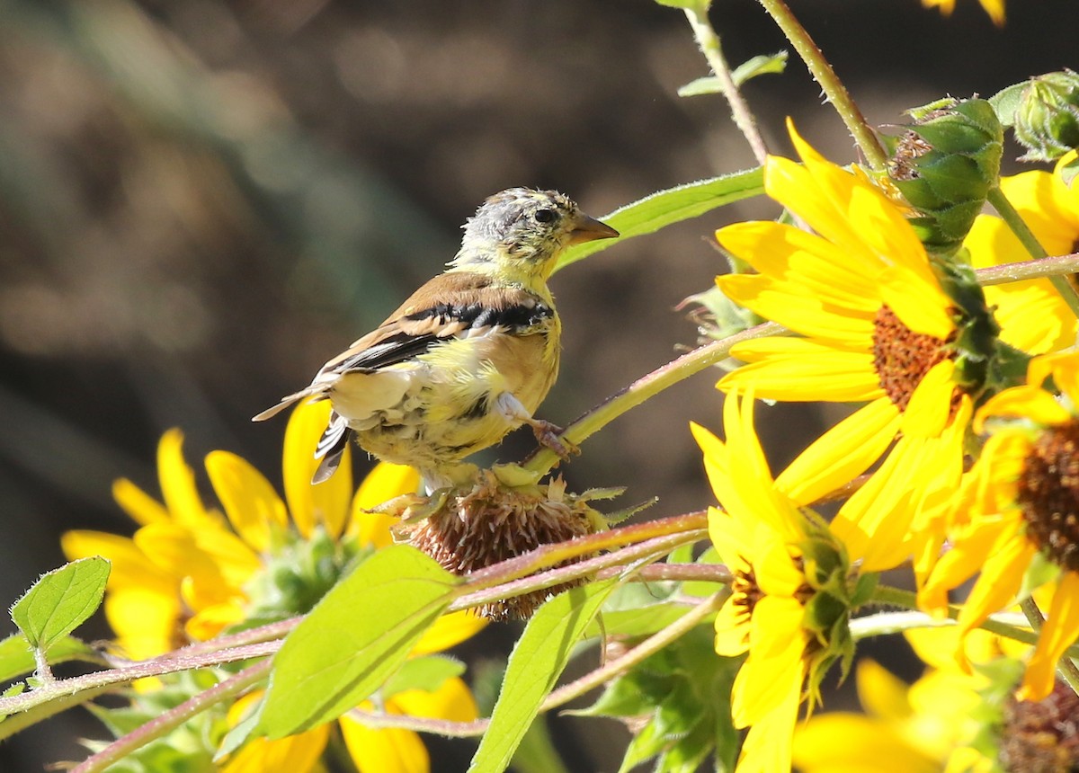 American Goldfinch - ML368074091