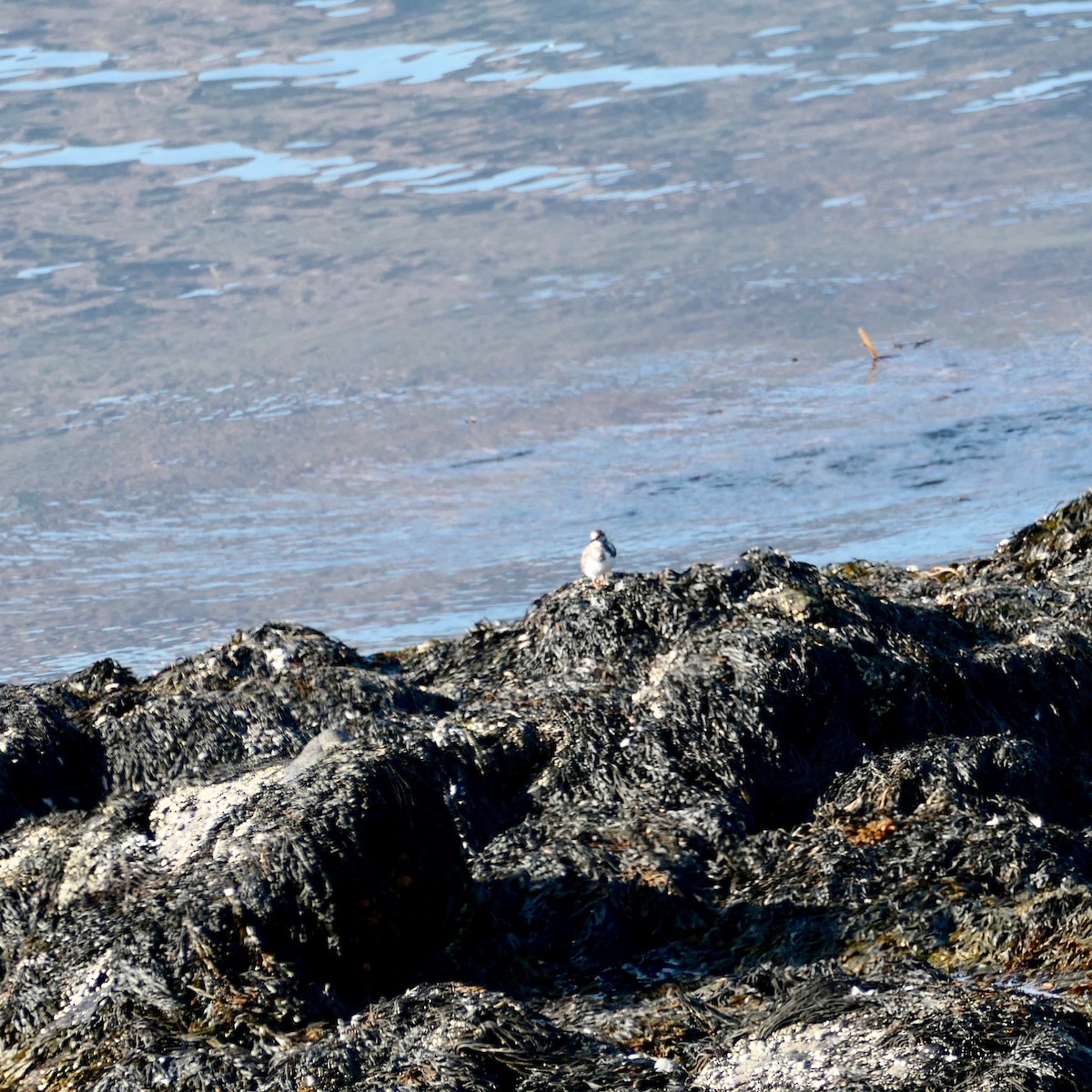 Ruddy Turnstone - ML368074511