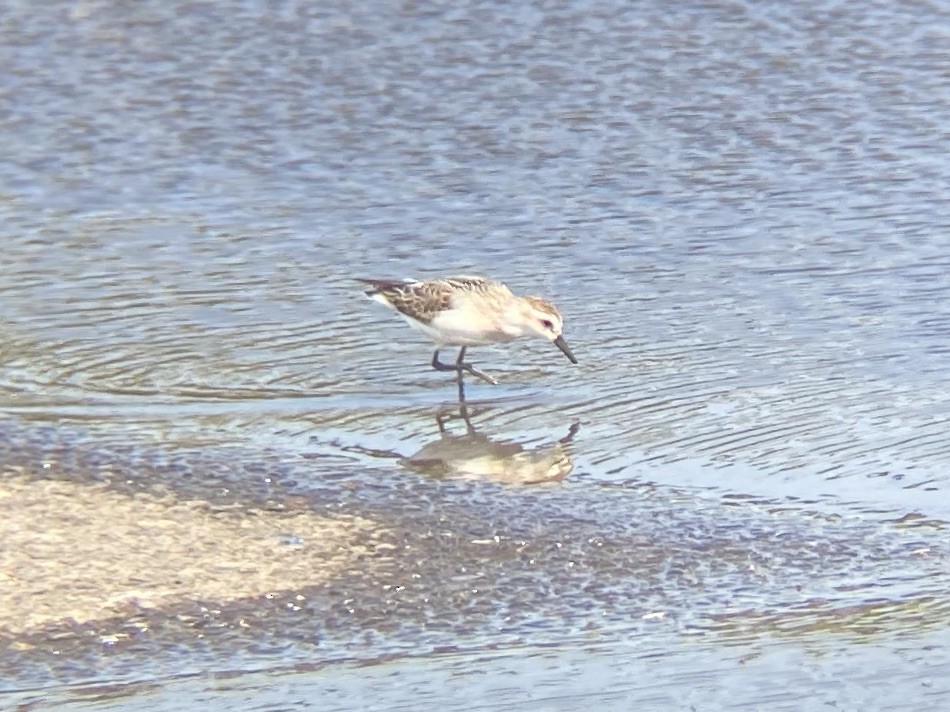 Semipalmated Sandpiper - ML368074691