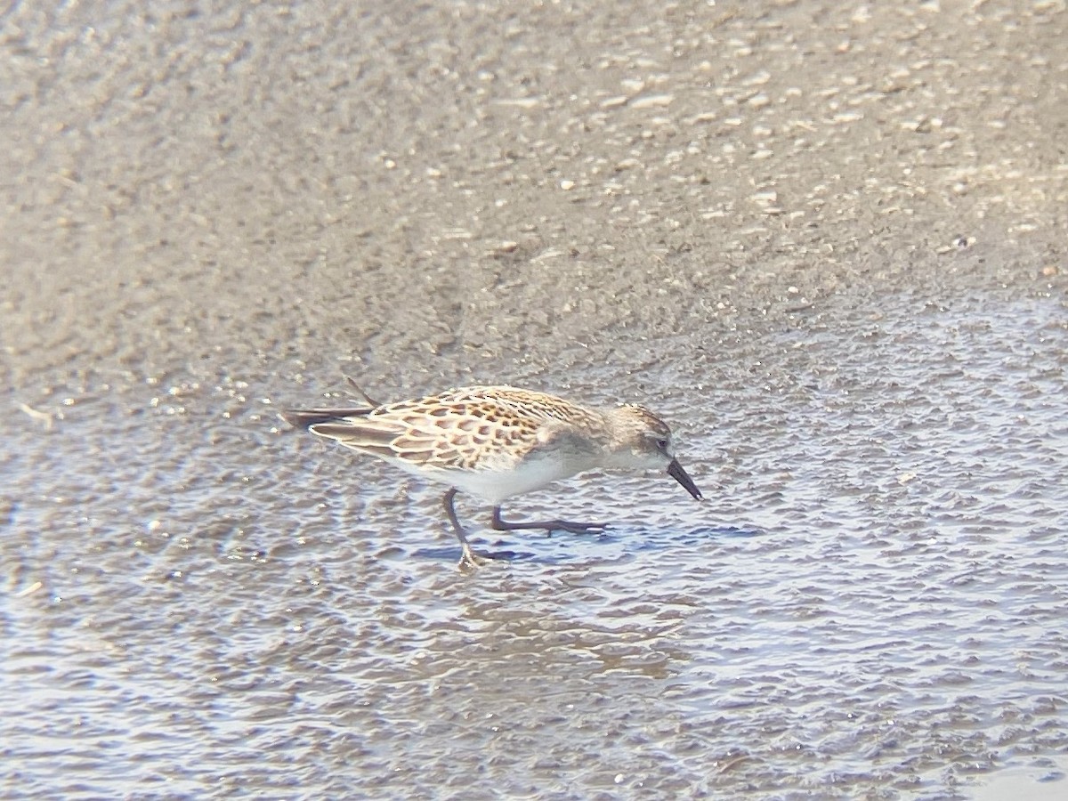Semipalmated Sandpiper - ML368074701
