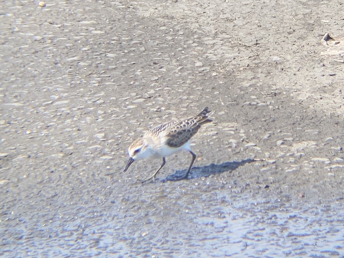 Semipalmated Sandpiper - ML368074711