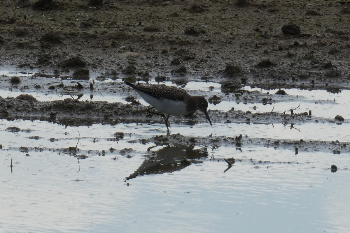 Solitary Sandpiper - Pam Shaw