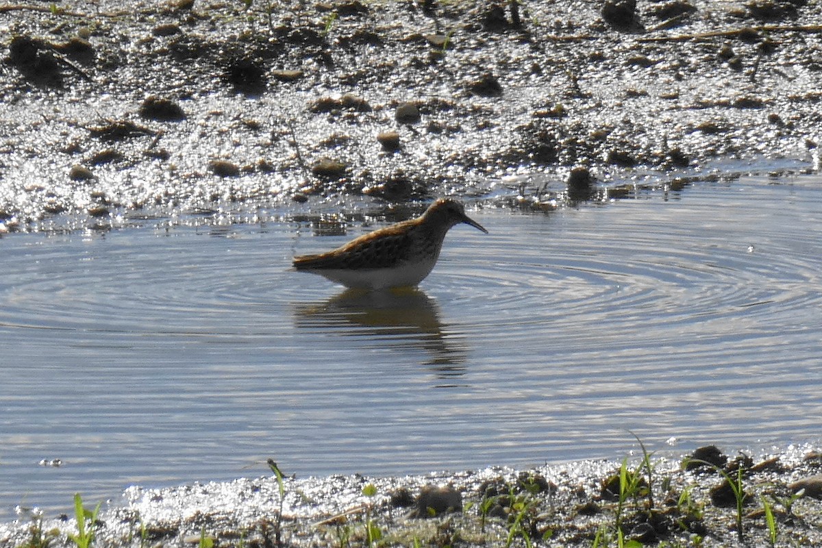 Solitary Sandpiper - ML368075961