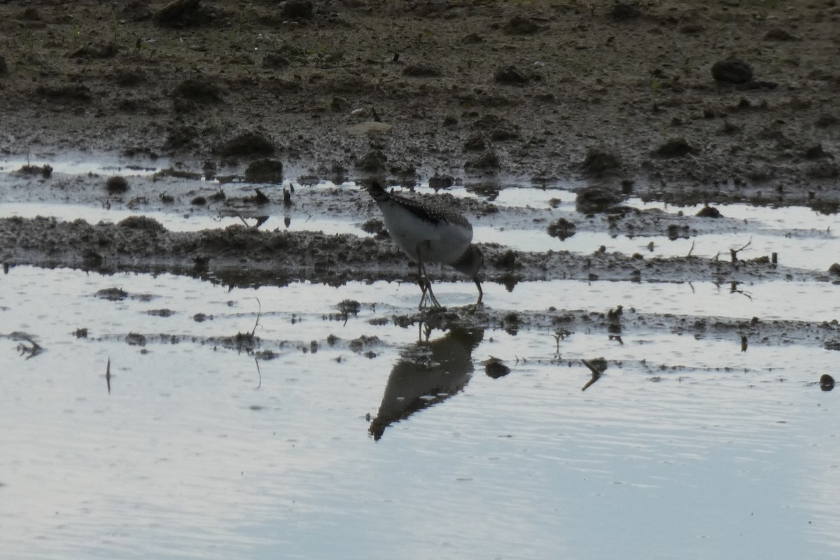 Solitary Sandpiper - ML368075981