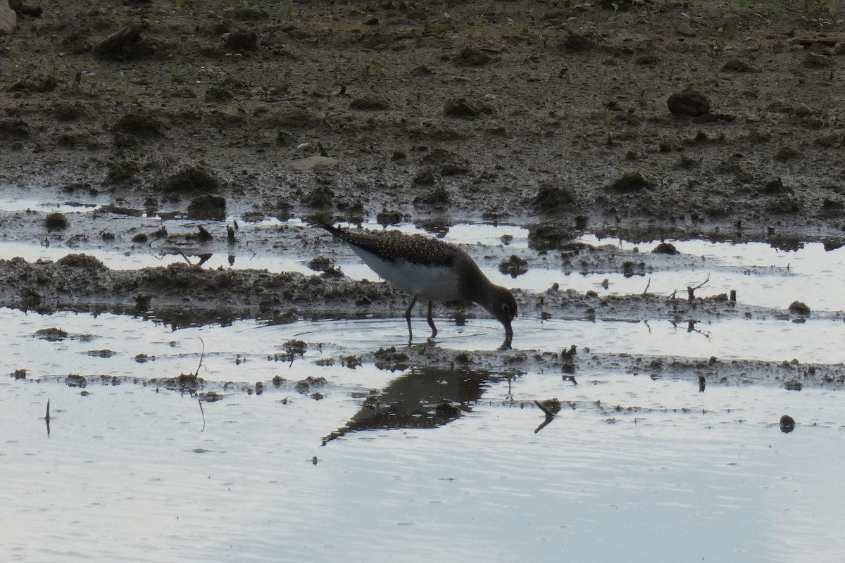 Solitary Sandpiper - Pam Shaw