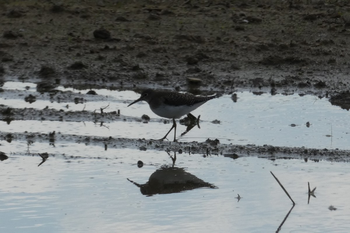 Solitary Sandpiper - ML368076001