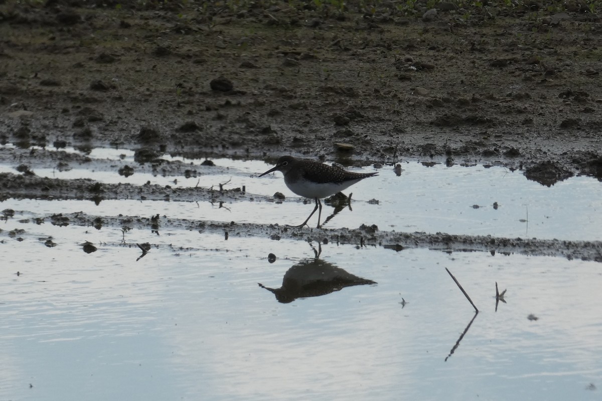 Solitary Sandpiper - ML368076041