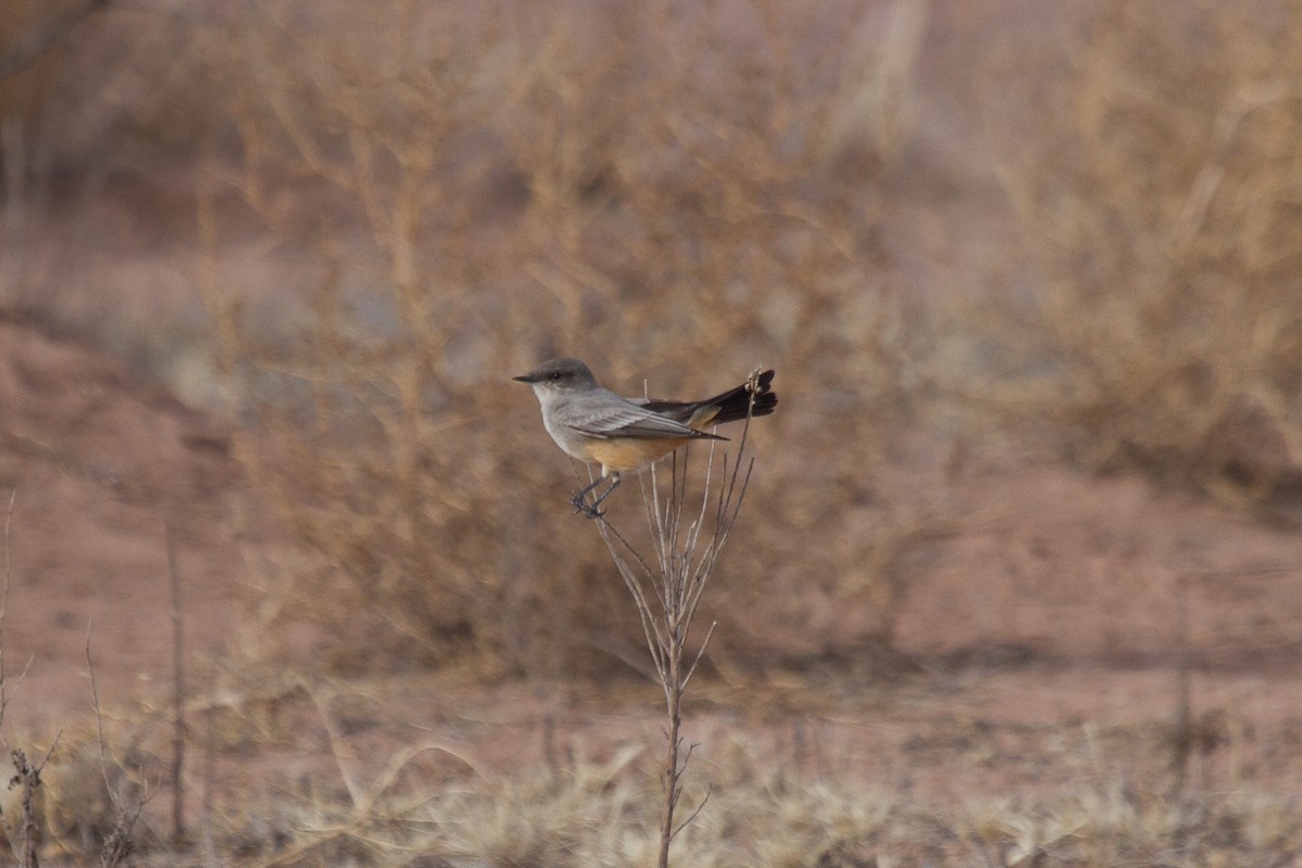 Say's Phoebe - ML36807661