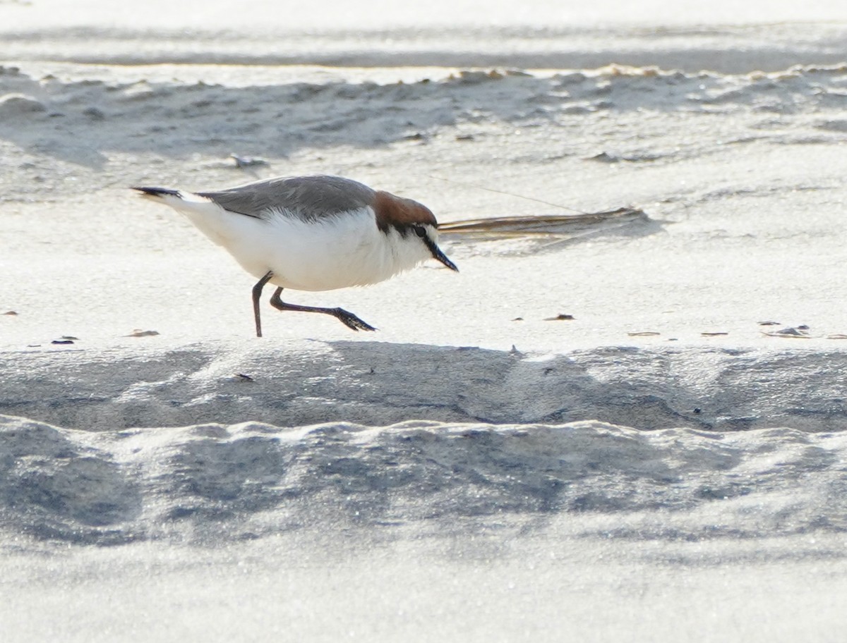 Red-capped Plover - ML368076811