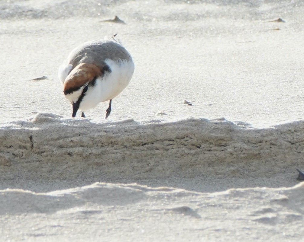 Red-capped Plover - ML368076821