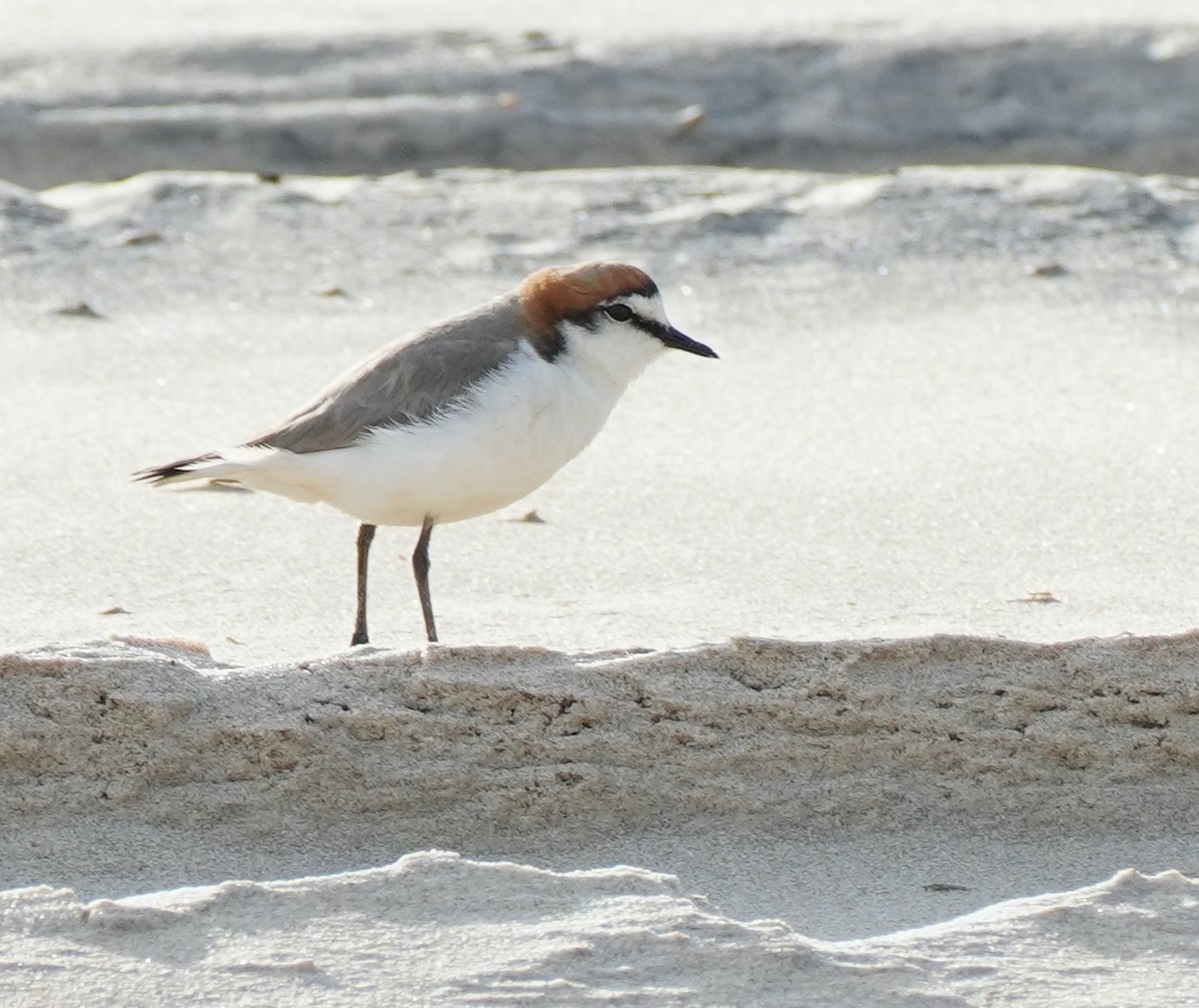 Red-capped Plover - ML368076831