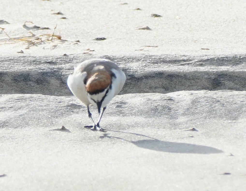 Red-capped Plover - ML368076841