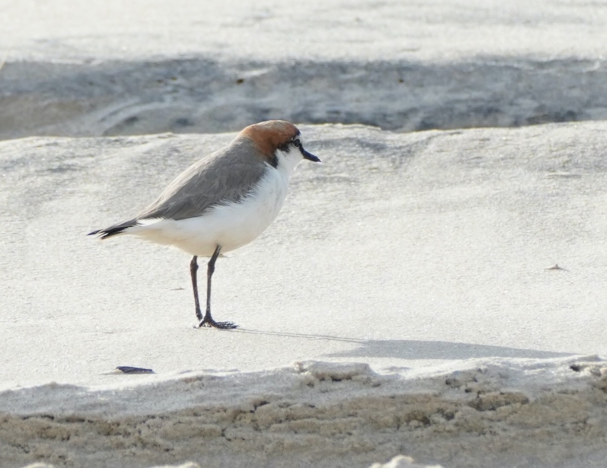 Red-capped Plover - ML368076851