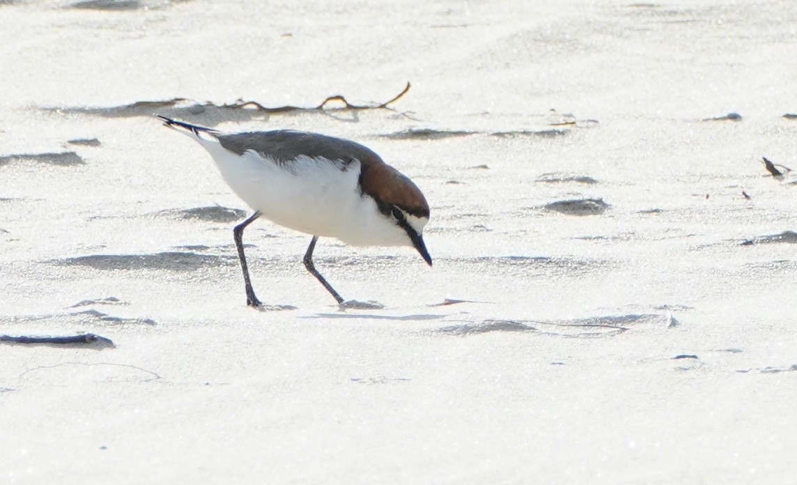 Red-capped Plover - ML368076871