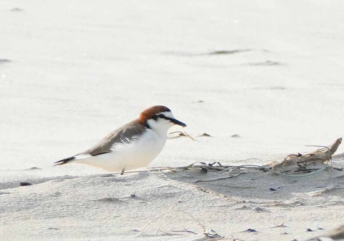 Red-capped Plover - ML368076901