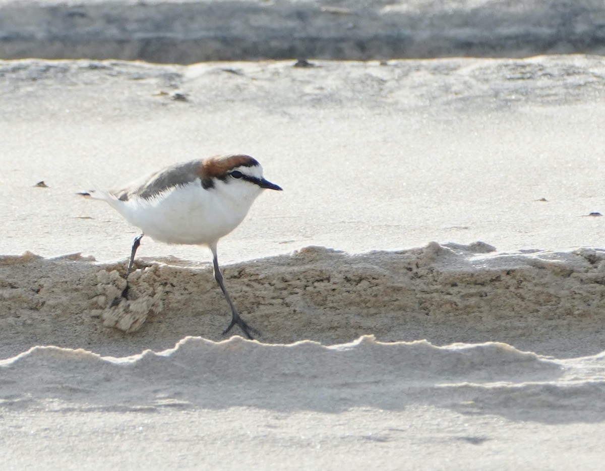 Red-capped Plover - ML368076911