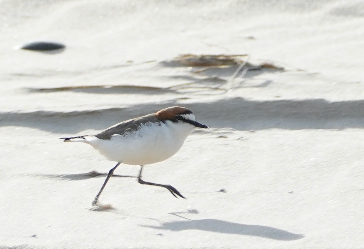 Red-capped Plover - ML368076921