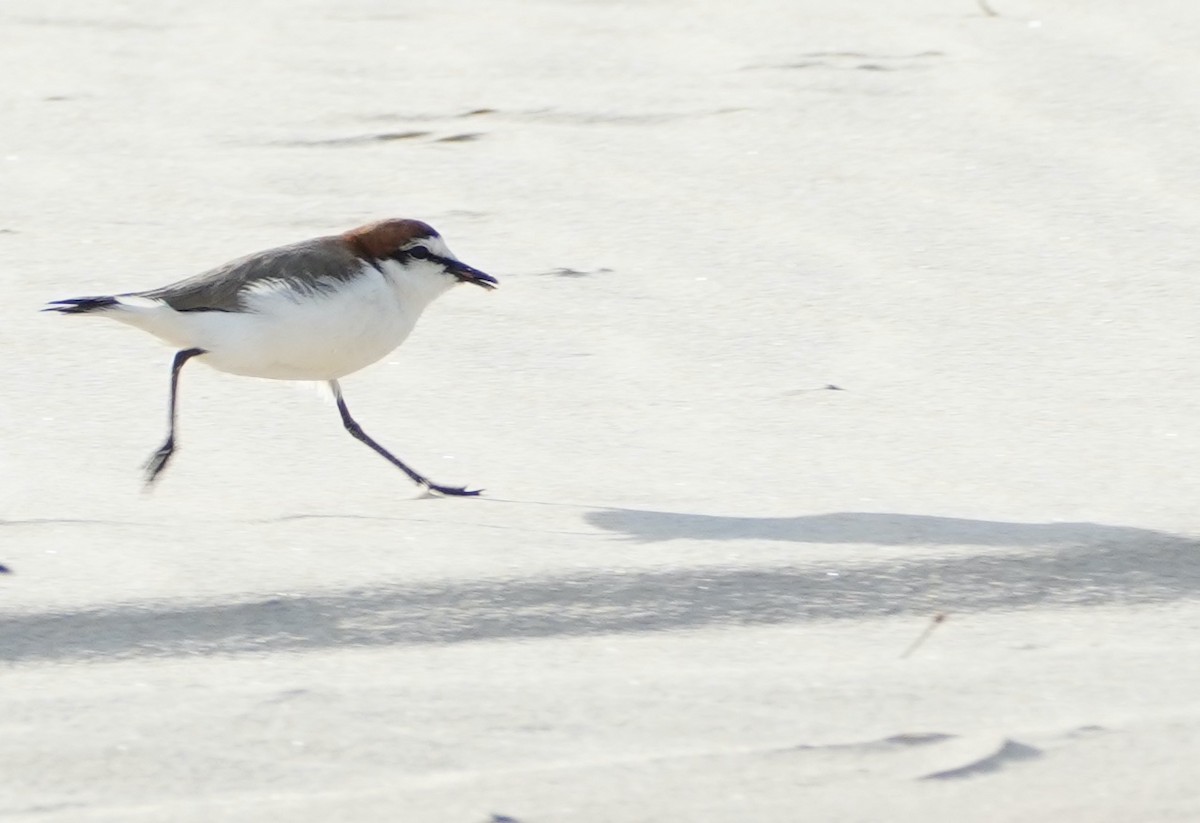 Red-capped Plover - ML368076931
