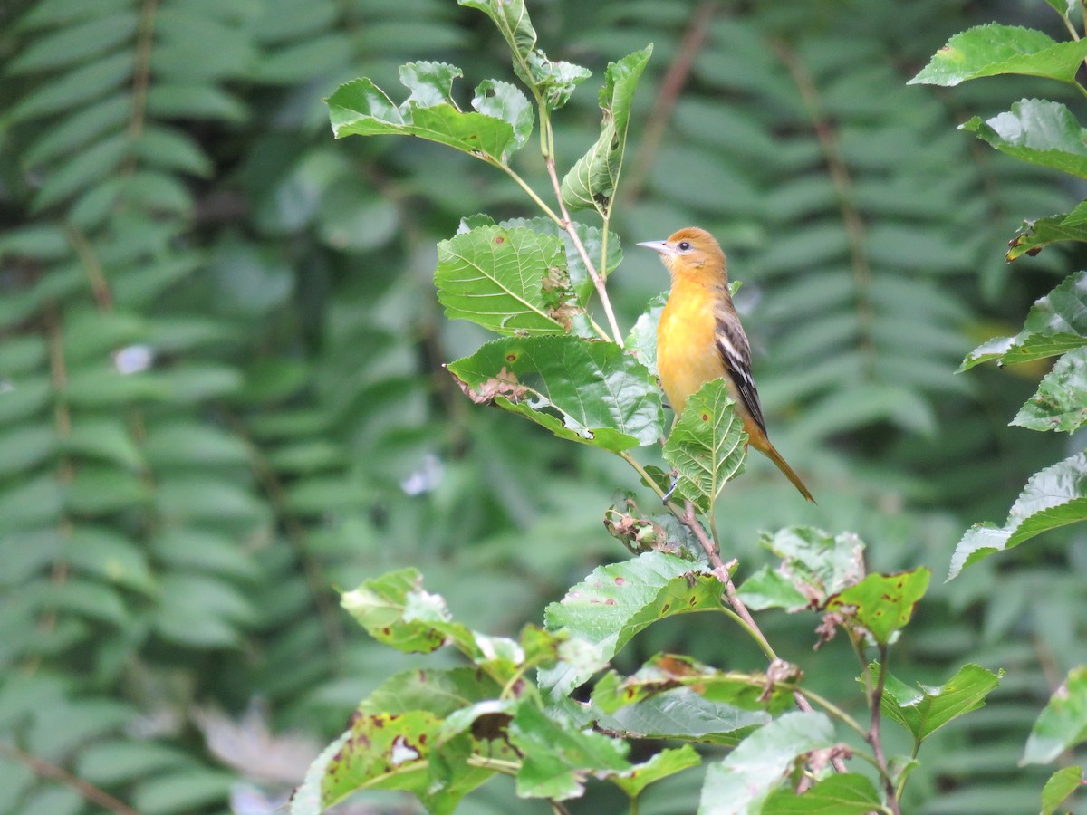 Baltimore Oriole - ML36807741
