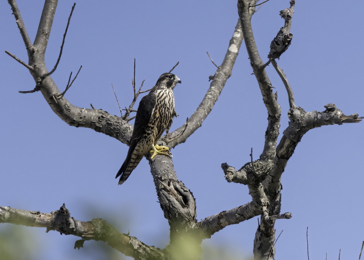 Peregrine Falcon - Nancy Maciolek Blake