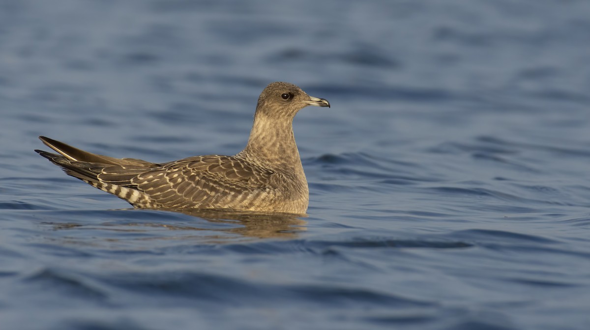 Long-tailed Jaeger - Marky “Dark Arremon” Mutchler