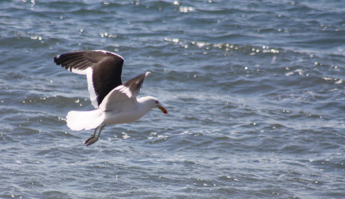 Kelp Gull - ML36808011