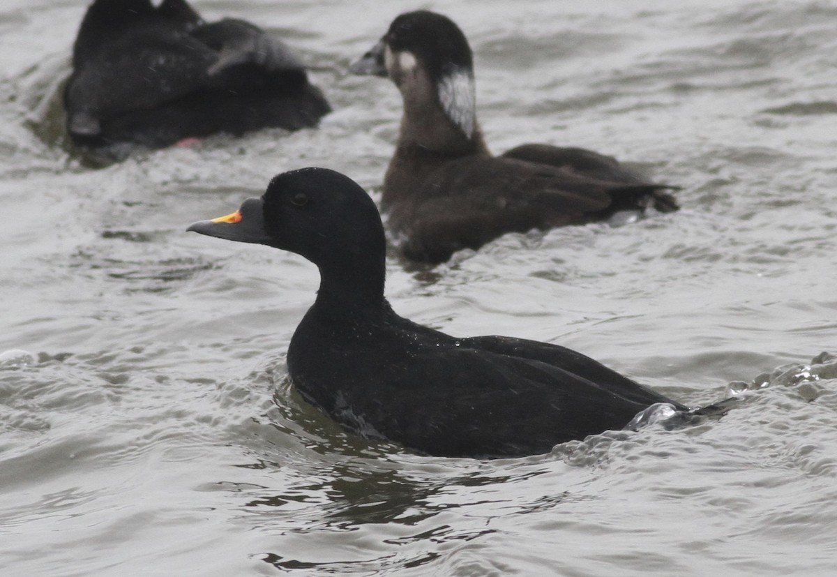 Common Scoter - ML36808071