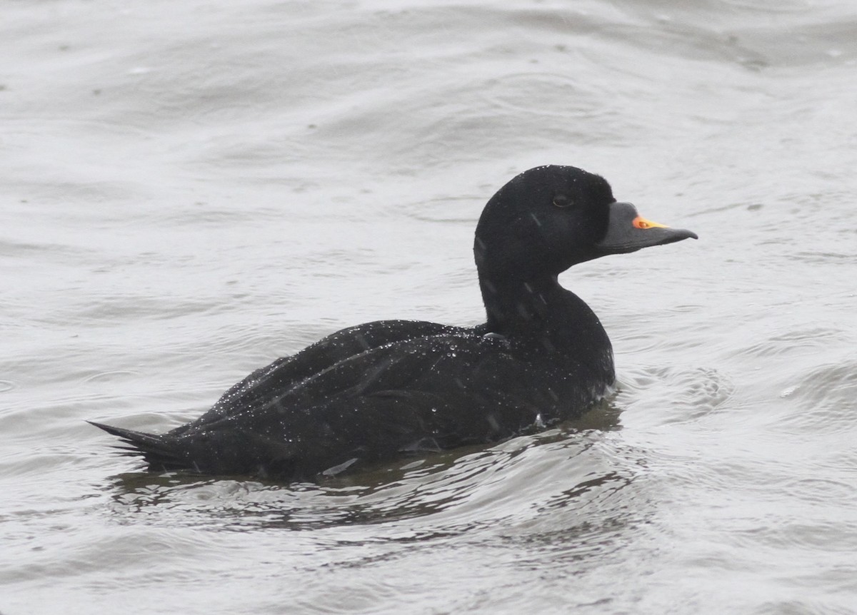 Common Scoter - Dan Maxwell