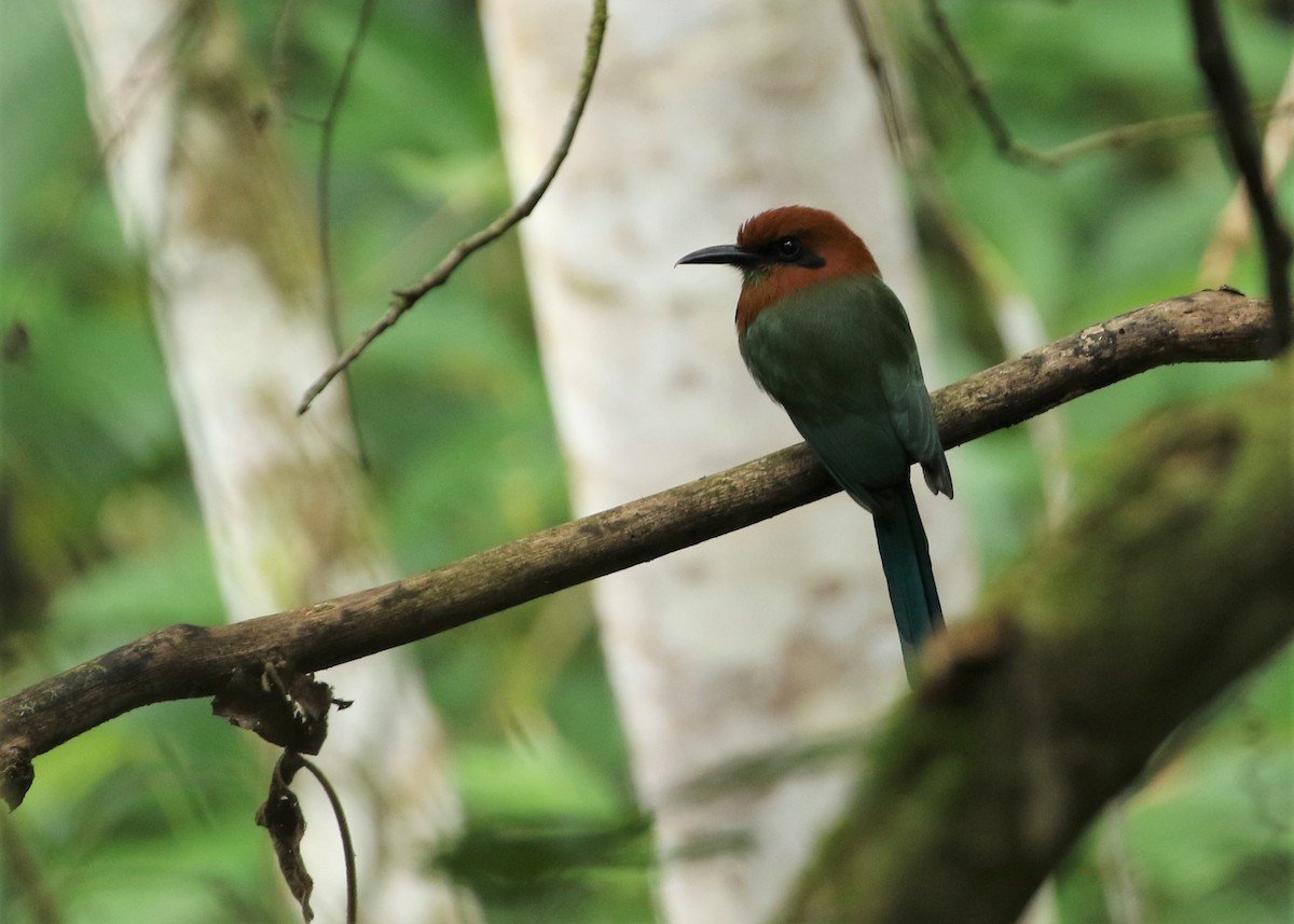 Plattschnabelmotmot - ML368082601