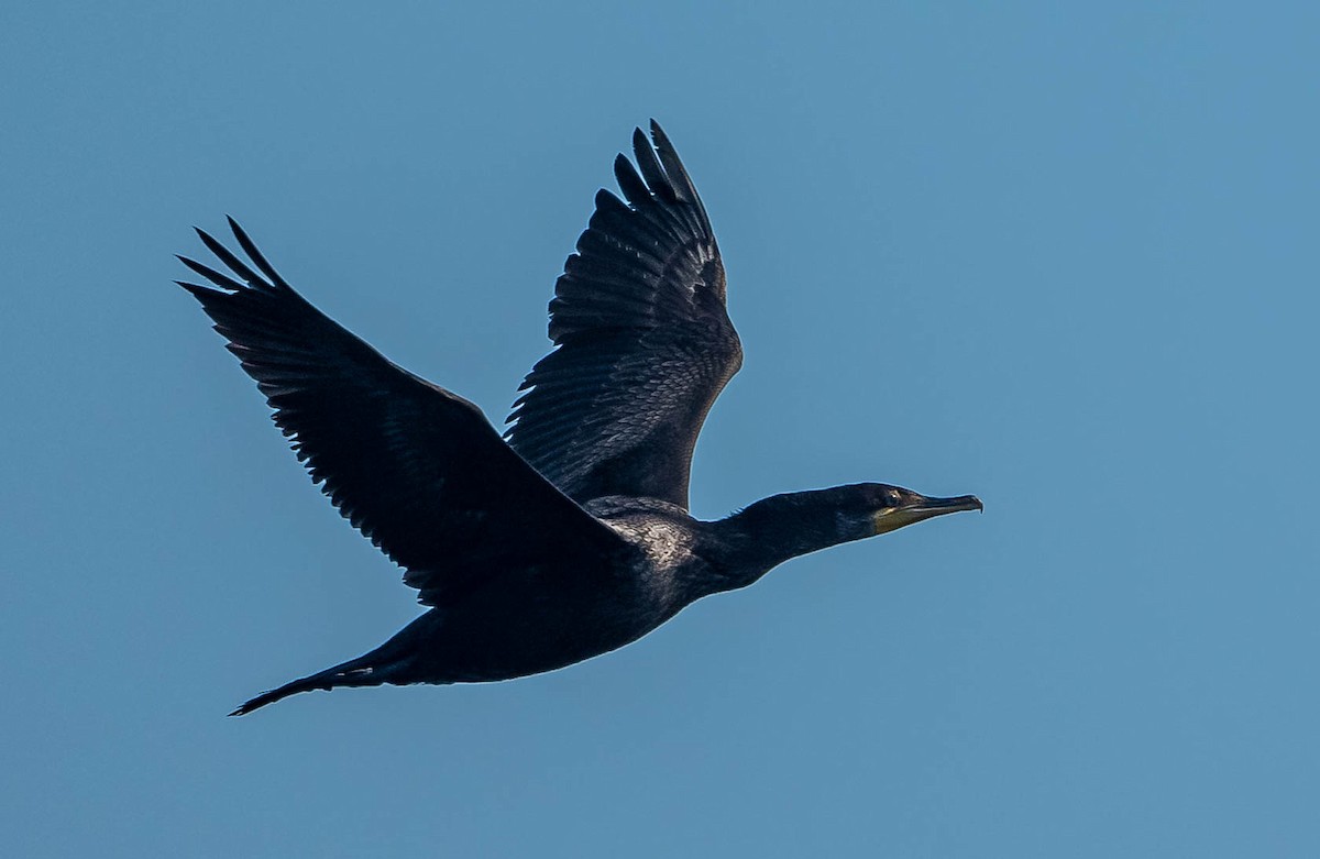 Double-crested Cormorant - Guy Tremblay