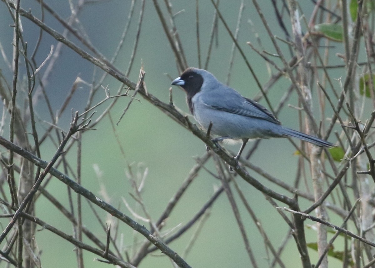 Black-faced Tanager - ML368084151