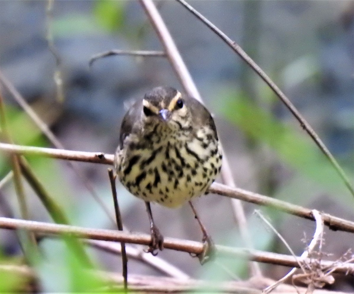 Northern Waterthrush - david gabay