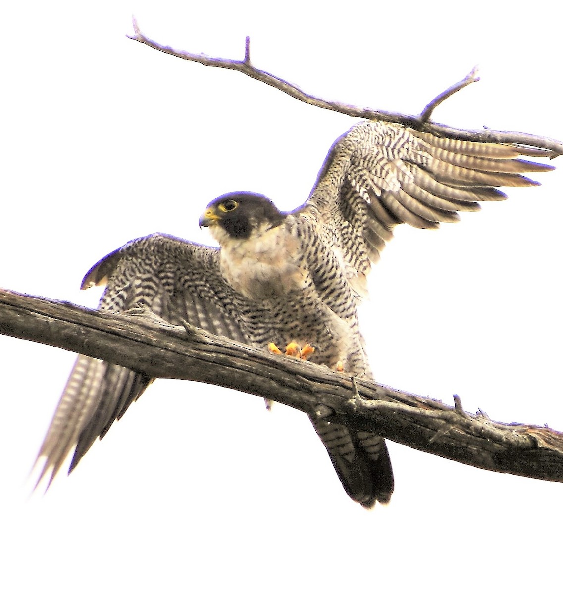 Peregrine Falcon - ML368087631