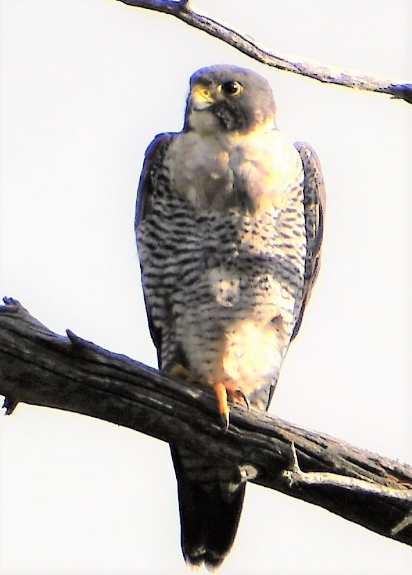 Peregrine Falcon - kaye edmonds