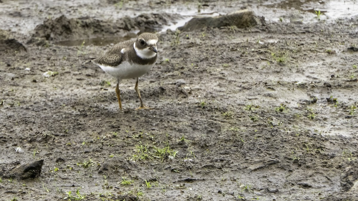 Semipalmated Plover - ML368089241