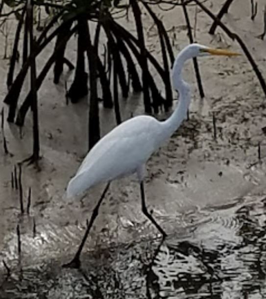 Great Egret - ML368089491