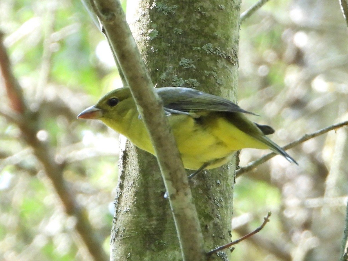 Scarlet Tanager - Dave Cieslak