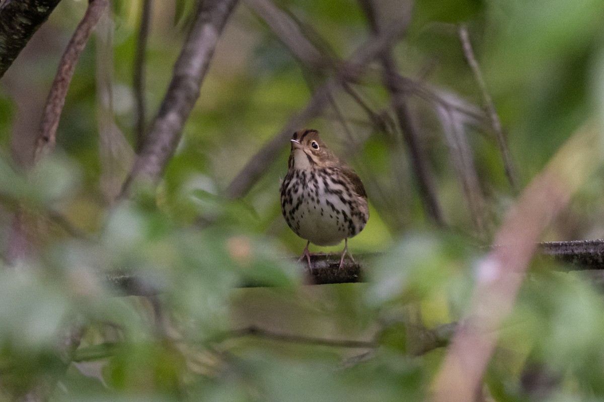 Ovenbird - Steve Rappaport