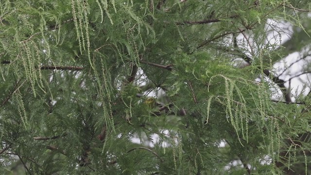 Townsend's Warbler - ML368090731