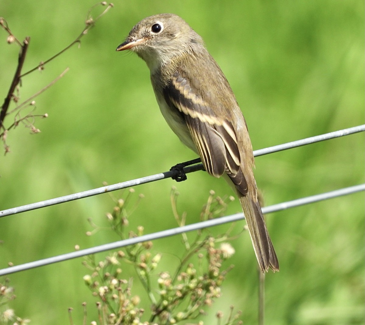 Empidonax sp. - Sara Nagel