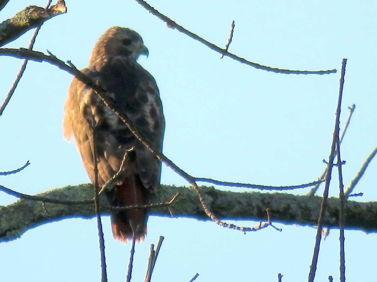 Red-tailed Hawk - Leslie Ferree