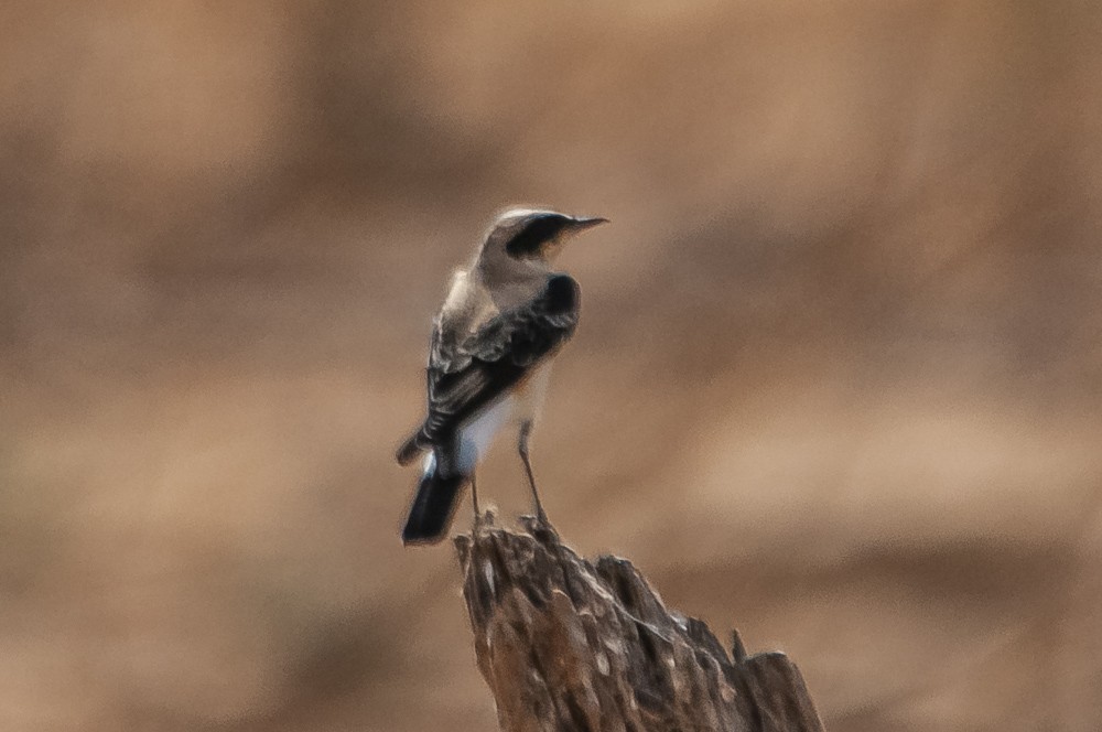 Eastern Black-eared Wheatear - ML368094321