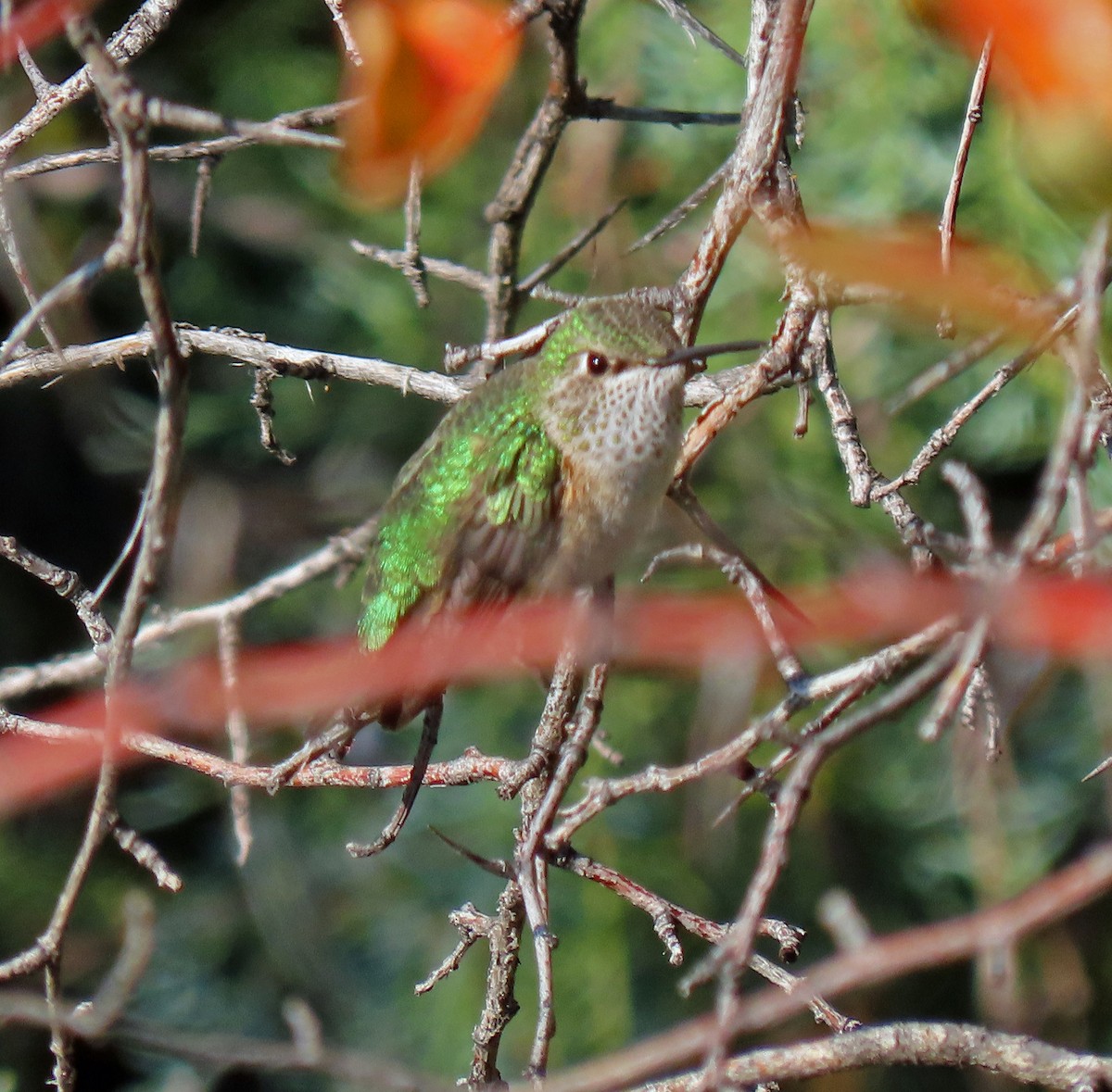Broad-tailed Hummingbird - ML368095941