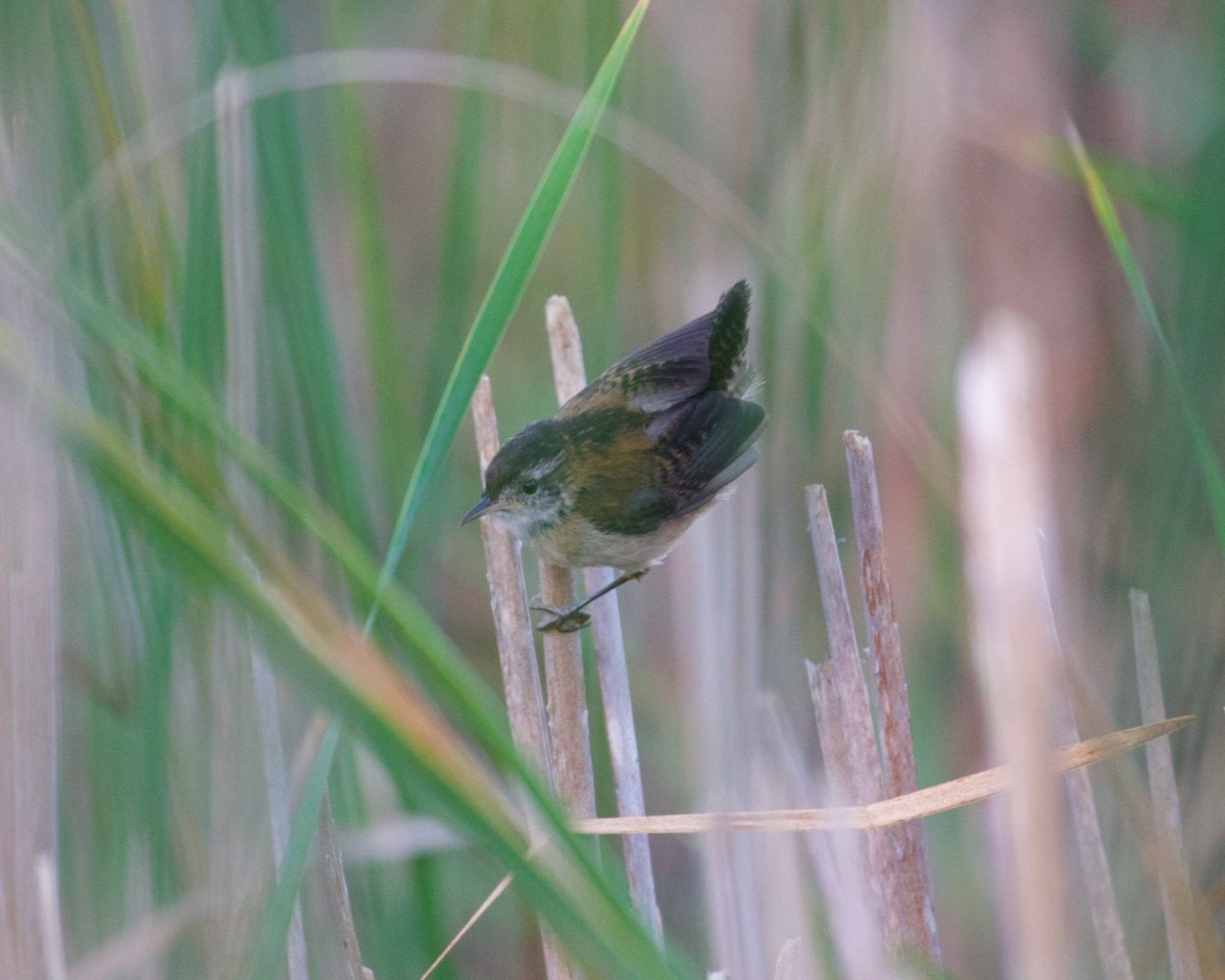 Marsh Wren - ML368096751